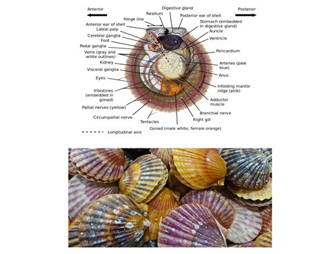  Xema: Two Shells, One Fascinating Deep-Sea Life Story!