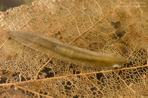 Yellow-Eyed Flatworm: Unveiling the Secrets Behind This Carnivorous Freshwater Hunter!