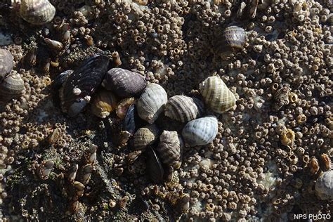  Yellow Mussel: A Tiny Mollusc with Unexpected Power!