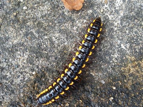  Yellow-Striped Millipede: A Tiny Terror With Stripes That Would Make a Zebra Jealous!