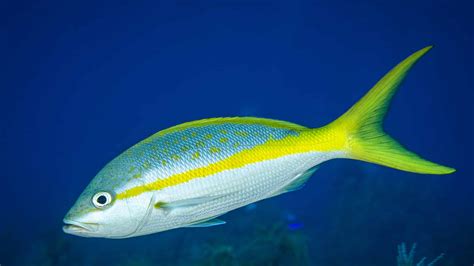  Yellowtail!  A Fish with Striking Stripes that Lives Deep Down Where Sunlight Rarely Reaches