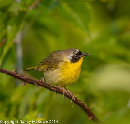  Yellowthroat! This Tiny Warbler with Its Striking Yellow Patch Is a True Master of Camouflage