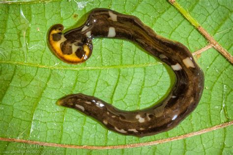  Zootoca vivipara: Ten Tiny Terrestrial Flatworm Thrives on Land and Underwater!